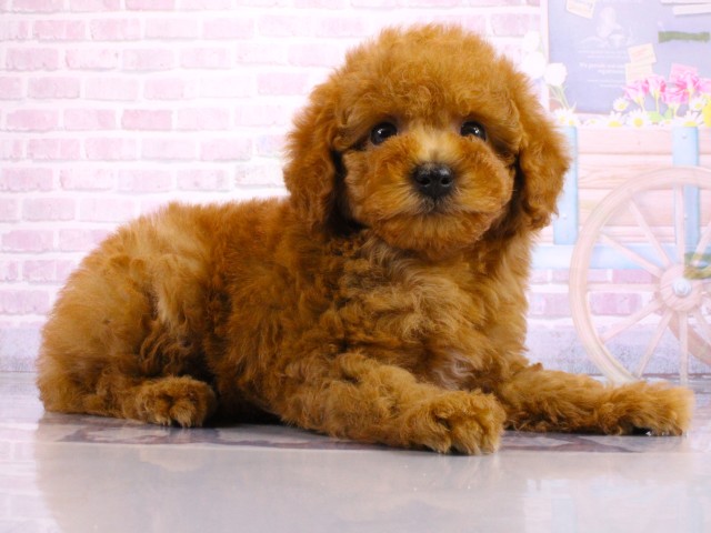 兵庫県のトイプードル(トイ) (Coo&RIKU神戸東灘店/2026年2月20日生まれ/男の子/レッドフォーン)の子犬の2枚目の画像