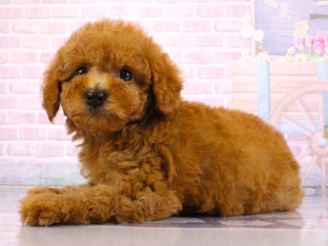 兵庫県のトイプードル(トイ) (Coo&RIKU神戸東灘店/2026年2月20日生まれ/男の子/レッドフォーン)の子犬の3枚目の画像