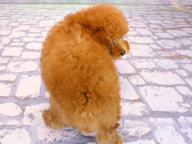 兵庫県のトイプードル(トイ) (Coo&RIKU神戸東灘店/2026年2月20日生まれ/男の子/レッドフォーン)の子犬の4枚目の画像