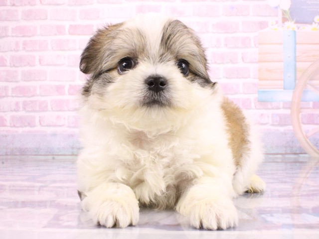 兵庫県のチワマル/マルチワ(チワワ×マルチーズ) (Coo&RIKU尼崎店/2026年2月22日生まれ/男の子/フォーンホワイト)の子犬