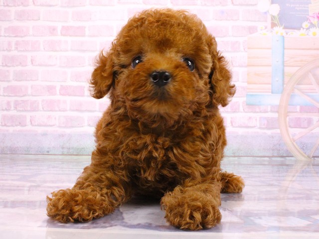 大阪府のトイプードル(トイ) (Coo&RIKU天王寺店/2026年2月21日生まれ/男の子/レッドフォーン)の子犬