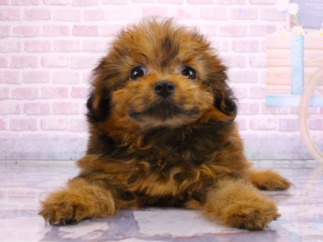 滋賀県のポメプー(ポメラニアン×プードル) (Coo&RIKU東近江店/2026年2月16日生まれ/女の子/オレンジセーブル)の子犬の1枚目の画像