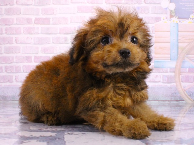 滋賀県のポメプー(ポメラニアン×プードル) (Coo&RIKU東近江店/2026年2月16日生まれ/女の子/オレンジセーブル)の子犬の2枚目の画像