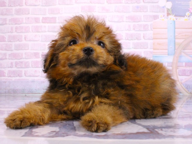 滋賀県のポメプー(ポメラニアン×プードル) (Coo&RIKU東近江店/2026年2月16日生まれ/女の子/オレンジセーブル)の子犬の3枚目の画像