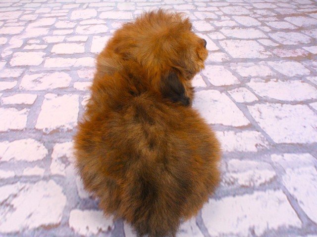 滋賀県のポメプー(ポメラニアン×プードル) (Coo&RIKU東近江店/2026年2月16日生まれ/女の子/オレンジセーブル)の子犬の4枚目の画像