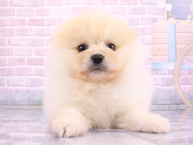 兵庫県のポメラニアン (Coo&RIKU神戸三宮店/2026年2月22日生まれ/男の子/クリーム)の子犬の1枚目の画像