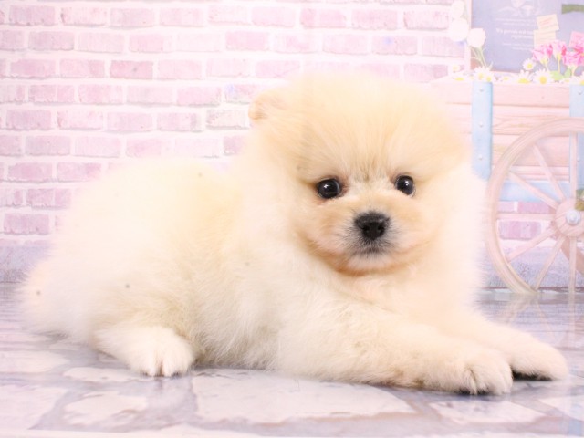 兵庫県のポメラニアン (Coo&RIKU神戸三宮店/2026年2月22日生まれ/男の子/クリーム)の子犬の2枚目の画像