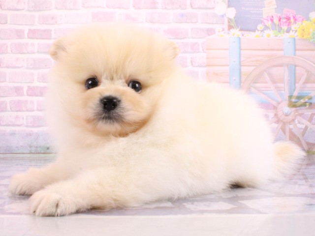 兵庫県のポメラニアン (Coo&RIKU神戸三宮店/2026年2月22日生まれ/男の子/クリーム)の子犬の3枚目の画像