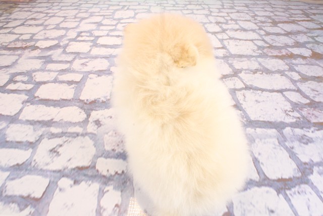 兵庫県のポメラニアン (Coo&RIKU神戸三宮店/2026年2月22日生まれ/男の子/クリーム)の子犬の4枚目の画像