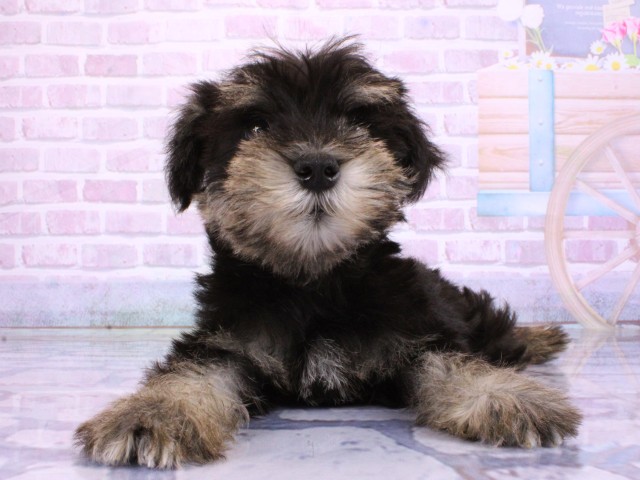 大阪府のミニチュアシュナウザー (Coo&RIKU高槻店/2026年2月22日生まれ/男の子/ブラックシルバー)の子犬の1枚目の画像