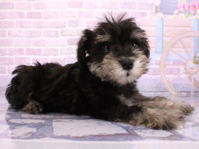 大阪府のミニチュアシュナウザー (Coo&RIKU高槻店/2026年2月22日生まれ/男の子/ブラックシルバー)の子犬の2枚目の画像