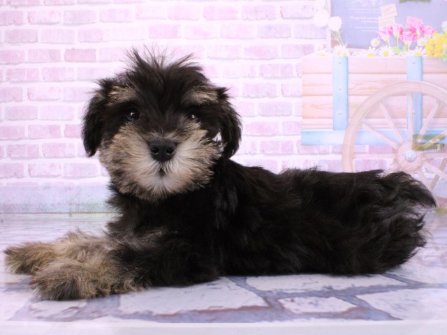 大阪府のミニチュアシュナウザー (Coo&RIKU高槻店/2026年2月22日生まれ/男の子/ブラックシルバー)の子犬の3枚目の画像