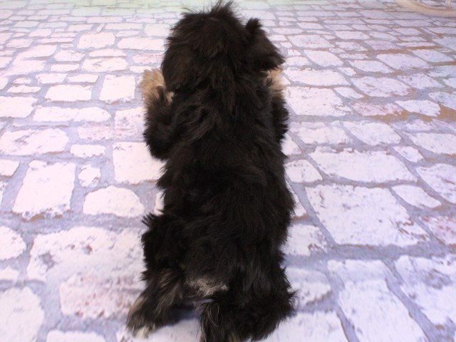 大阪府のミニチュアシュナウザー (Coo&RIKU高槻店/2026年2月22日生まれ/男の子/ブラックシルバー)の子犬の4枚目の画像