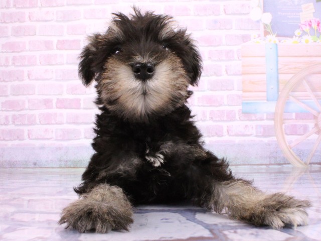 兵庫県のミニチュアシュナウザー (Coo&RIKU神戸東灘店/2026年2月22日生まれ/男の子/ブラックシルバー)の子犬の1枚目の画像