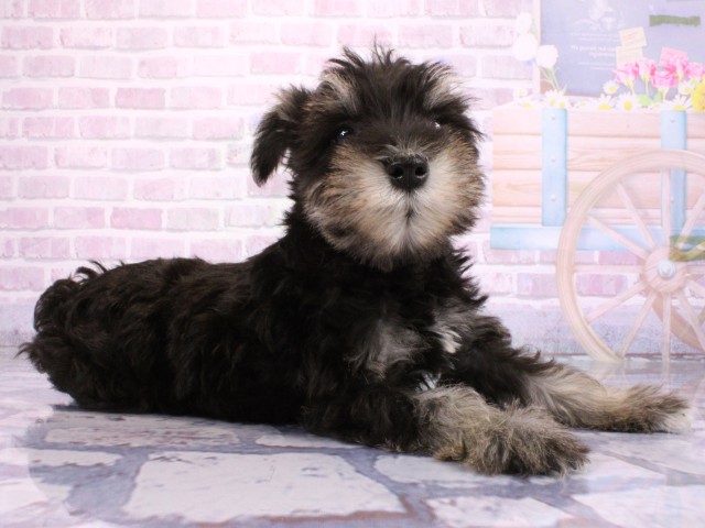 兵庫県のミニチュアシュナウザー (Coo&RIKU神戸東灘店/2026年2月22日生まれ/男の子/ブラックシルバー)の子犬の2枚目の画像