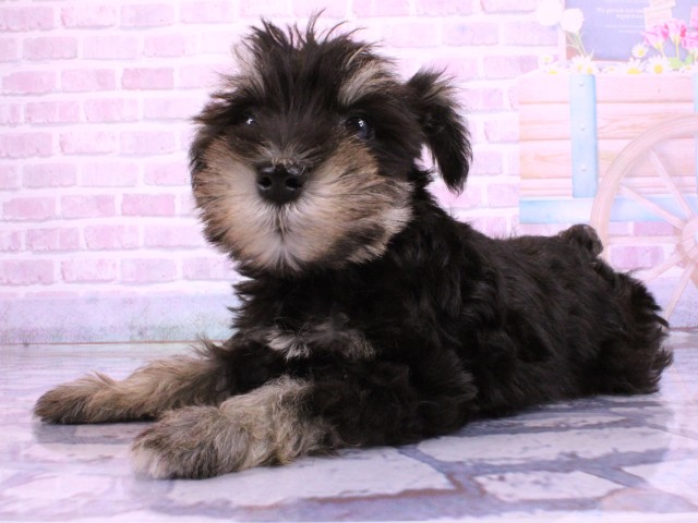 兵庫県のミニチュアシュナウザー (Coo&RIKU神戸東灘店/2026年2月22日生まれ/男の子/ブラックシルバー)の子犬の3枚目の画像