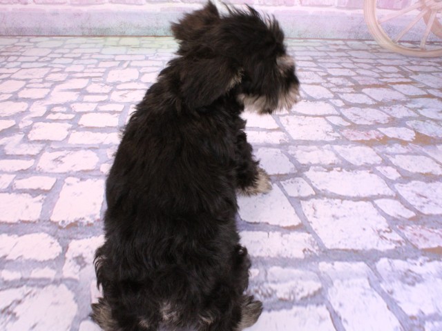 兵庫県のミニチュアシュナウザー (Coo&RIKU神戸東灘店/2026年2月22日生まれ/男の子/ブラックシルバー)の子犬の4枚目の画像