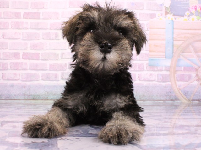 兵庫県のミニチュアシュナウザー (Coo&RIKU姫路店/2026年2月22日生まれ/男の子/ソルトペッパー)の子犬の1枚目の画像