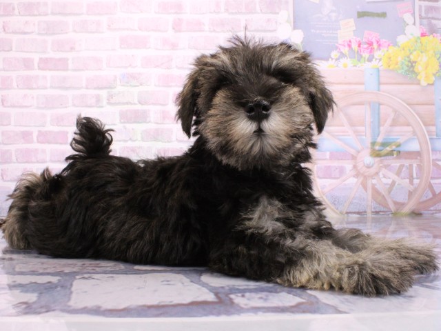 兵庫県のミニチュアシュナウザー (Coo&RIKU姫路店/2026年2月22日生まれ/男の子/ソルトペッパー)の子犬の2枚目の画像