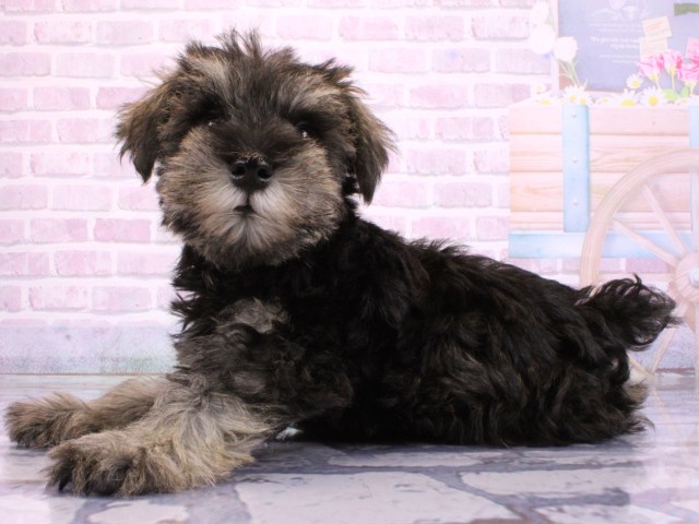 兵庫県のミニチュアシュナウザー (Coo&RIKU姫路店/2026年2月22日生まれ/男の子/ソルトペッパー)の子犬の3枚目の画像