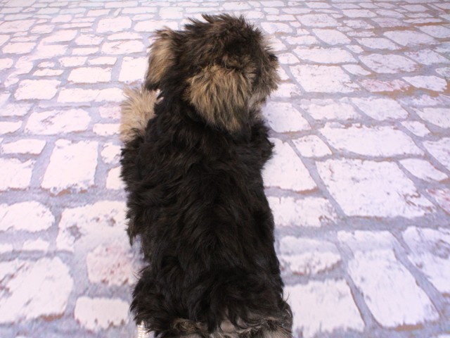 兵庫県のミニチュアシュナウザー (Coo&RIKU姫路店/2026年2月22日生まれ/男の子/ソルトペッパー)の子犬の4枚目の画像