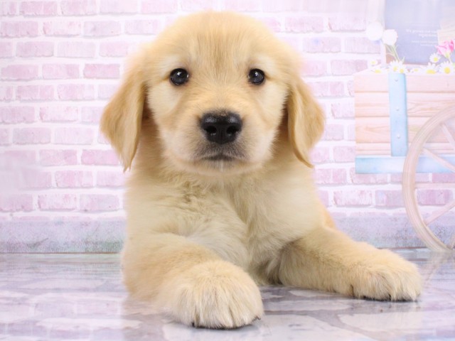 兵庫県のゴールデンレトリバー (Coo&RIKU神戸東灘店/2026年2月21日生まれ/女の子/ゴールデン)の子犬