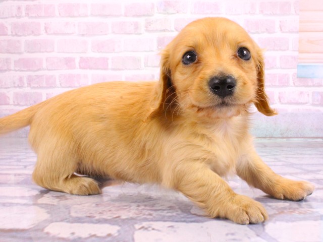 ミニチュア・ダックスフンド