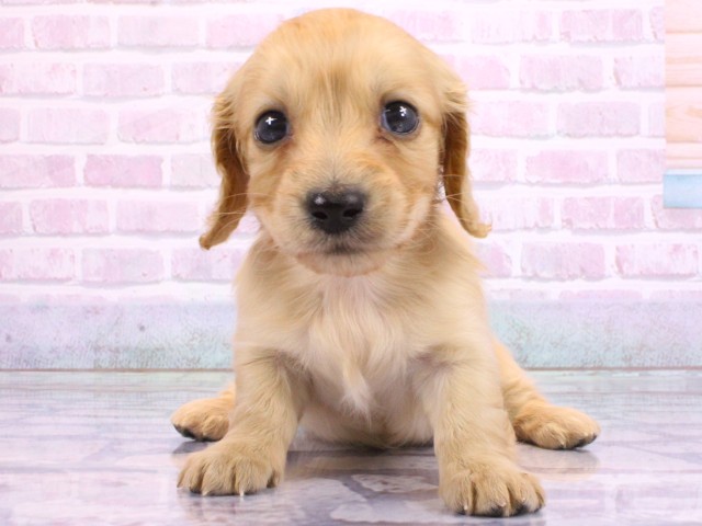 大阪府のミニチュアダックスフンド(ロング) (Coo&RIKU枚方店/2026年2月21日生まれ/女の子/レッド)の子犬の1枚目の画像