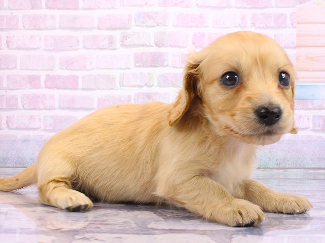 大阪府のミニチュアダックスフンド(ロング) (Coo&RIKU枚方店/2026年2月21日生まれ/女の子/レッド)の子犬の2枚目の画像