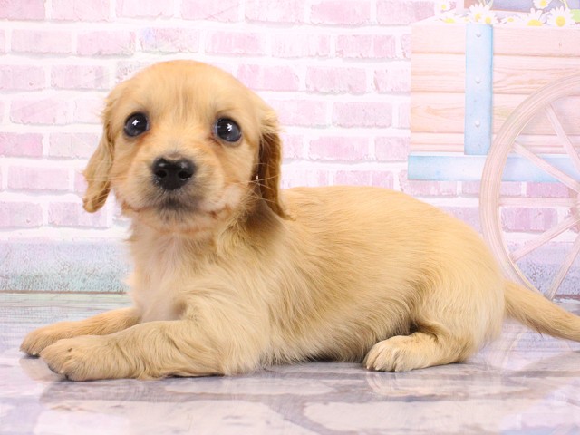 大阪府のミニチュアダックスフンド(ロング) (Coo&RIKU枚方店/2026年2月21日生まれ/女の子/レッド)の子犬の3枚目の画像