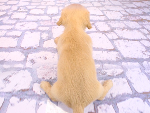 大阪府のミニチュアダックスフンド(ロング) (Coo&RIKU枚方店/2026年2月21日生まれ/女の子/レッド)の子犬の4枚目の画像