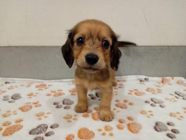 兵庫県のミニチュアダックスフンド(ロング) (Coo&RIKU神戸三宮店/2026年2月21日生まれ/女の子/シェーデットレッド)の子犬の1枚目の画像