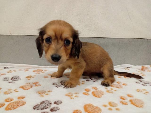 兵庫県のミニチュアダックスフンド(ロング) (Coo&RIKU神戸三宮店/2026年2月21日生まれ/女の子/シェーデットレッド)の子犬の2枚目の画像