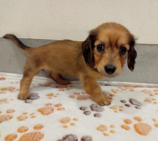 兵庫県のミニチュアダックスフンド(ロング) (Coo&RIKU神戸三宮店/2026年2月21日生まれ/女の子/シェーデットレッド)の子犬の3枚目の画像