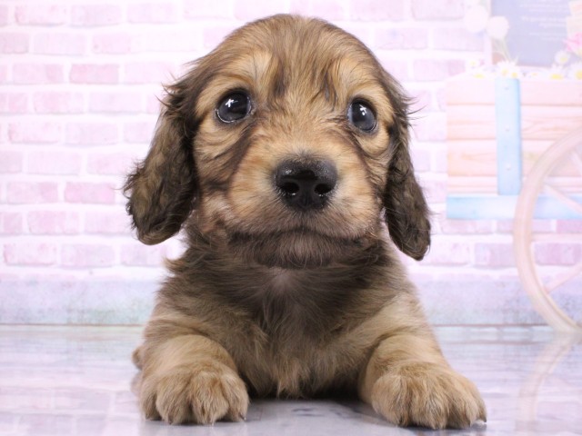 大阪府のミニチュアダックスフンド(ロング) (Coo&RIKU天王寺店/2026年2月21日生まれ/男の子/シェーデットレッド)の子犬