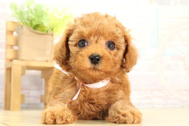 三重県のトイプードル(トイ) (Coo&RIKU四日市店/2026年2月21日生まれ/女の子/レッド)の子犬の1枚目の画像