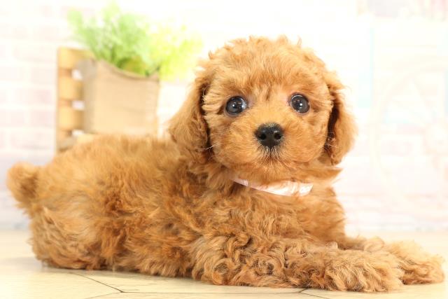 三重県のトイプードル(トイ) (Coo&RIKU四日市店/2026年2月21日生まれ/女の子/レッド)の子犬の2枚目の画像