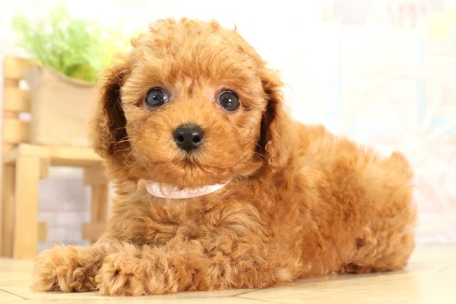 三重県のトイプードル(トイ) (Coo&RIKU四日市店/2026年2月21日生まれ/女の子/レッド)の子犬の3枚目の画像