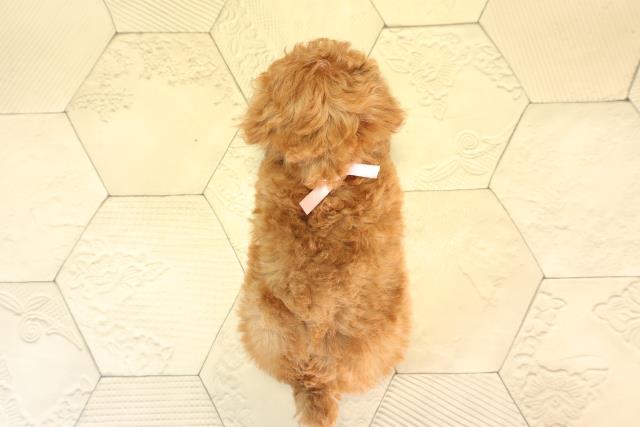 三重県のトイプードル(トイ) (Coo&RIKU四日市店/2026年2月21日生まれ/女の子/レッド)の子犬の4枚目の画像