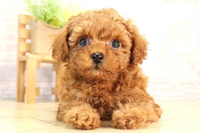 愛知県のトイプードル(トイ) (Coo&RIKU名古屋中川店/2026年2月21日生まれ/女の子/レッド)の子犬の1枚目の画像