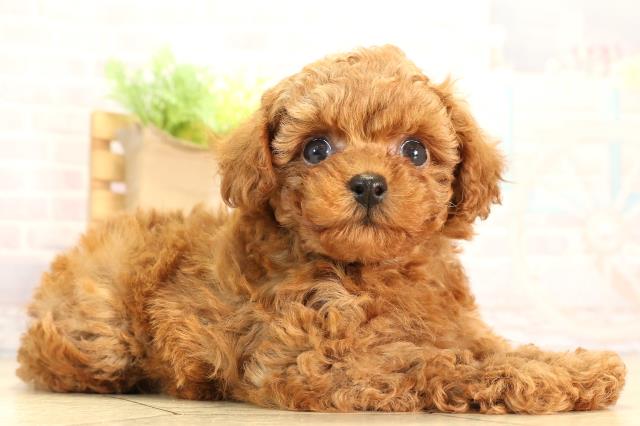 愛知県のトイプードル(トイ) (Coo&RIKU名古屋中川店/2026年2月21日生まれ/女の子/レッド)の子犬の2枚目の画像