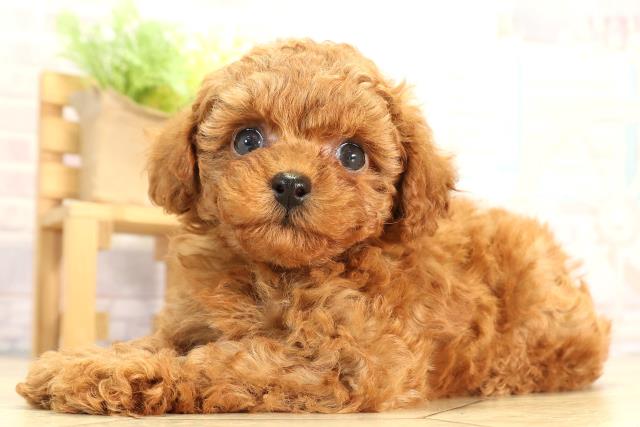 愛知県のトイプードル(トイ) (Coo&RIKU名古屋中川店/2026年2月21日生まれ/女の子/レッド)の子犬の3枚目の画像