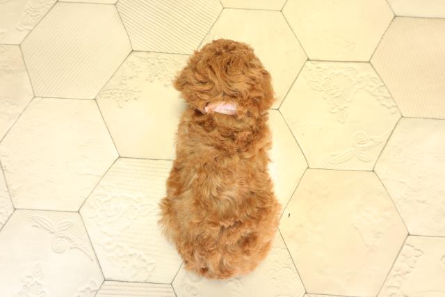 愛知県のトイプードル(トイ) (Coo&RIKU名古屋中川店/2026年2月21日生まれ/女の子/レッド)の子犬の4枚目の画像