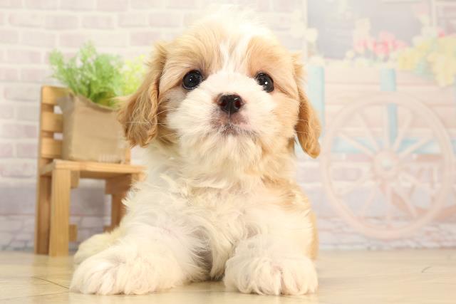 三重県のマルキャバ/キャバチーズ(マルチーズ×キャバリア) (Coo&RIKU津高茶屋店/2026年2月20日生まれ/女の子/ホワイトクリーム)の子犬の1枚目の画像