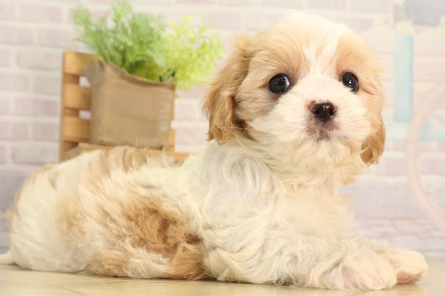 三重県のマルキャバ/キャバチーズ(マルチーズ×キャバリア) (Coo&RIKU津高茶屋店/2026年2月20日生まれ/女の子/ホワイトクリーム)の子犬の2枚目の画像