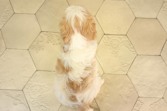 三重県のマルキャバ/キャバチーズ(マルチーズ×キャバリア) (Coo&RIKU津高茶屋店/2026年2月20日生まれ/女の子/ホワイトクリーム)の子犬の4枚目の画像