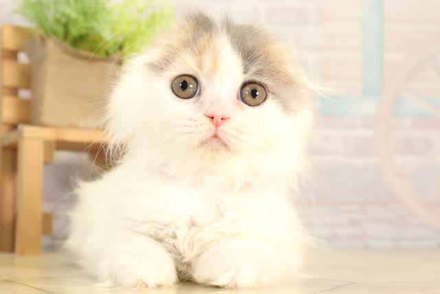 静岡県のスコティッシュフォールド (Coo&RIKU富士店/2026年2月12日生まれ/女の子/ブルーパッチドタビーホワイト)の子猫の1枚目の画像