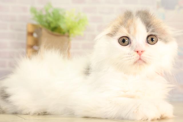 静岡県のスコティッシュフォールド (Coo&RIKU富士店/2026年2月12日生まれ/女の子/ブルーパッチドタビーホワイト)の子猫の2枚目の画像