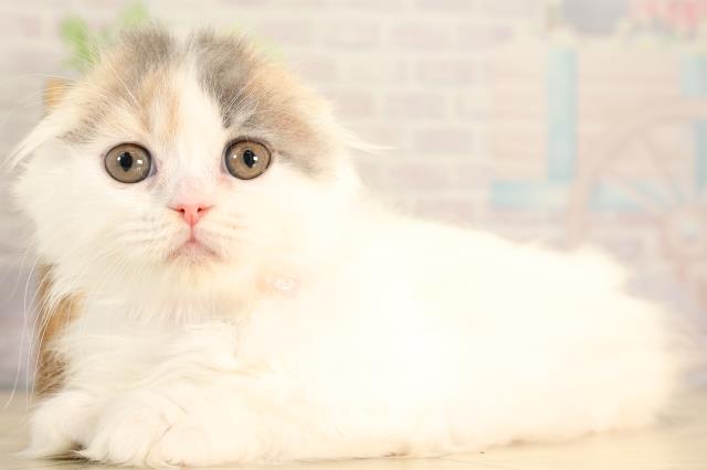 静岡県のスコティッシュフォールド (Coo&RIKU富士店/2026年2月12日生まれ/女の子/ブルーパッチドタビーホワイト)の子猫の3枚目の画像