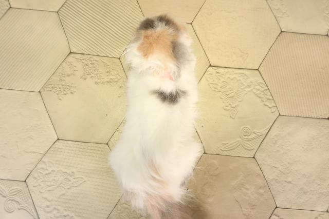 静岡県のスコティッシュフォールド (Coo&RIKU富士店/2026年2月12日生まれ/女の子/ブルーパッチドタビーホワイト)の子猫の4枚目の画像